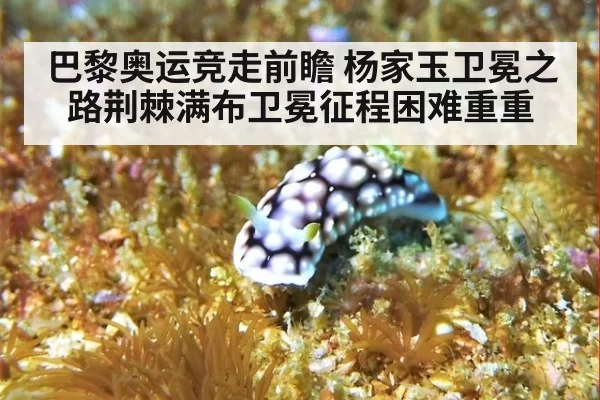 巴黎奥运竞走前瞻 杨家玉卫冕之路荆棘满布卫冕征程困难重重